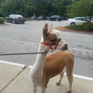 Meet your Posher, Lynne